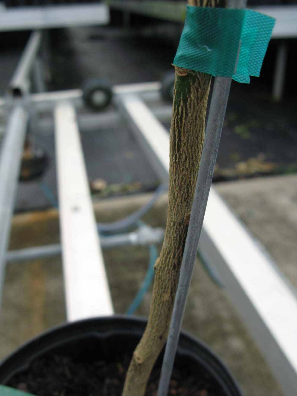              Second - third year twig (Phillip Rucks Citrus Nursery,   Frostproof, FL)       